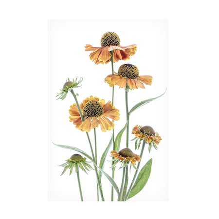 Mandy Disher 'Helenium' Canvas Art, 16x24